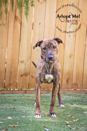 Belle - available via Sparwithus.org